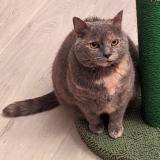 Photo de chat perdu à Creteil