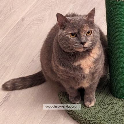 Photo 1/1 Mimichat Chat perdu à Creteil