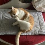 Photo de chat perdu à Bordeaux