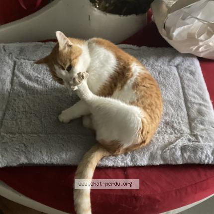 Photo 1/1 Chat retrouvé Perdu à Bordeaux