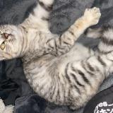 Photo de chat trouvé à Le Petit Quevilly