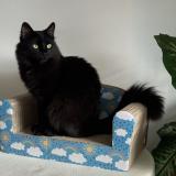 Photo de chat perdu à Lincoln