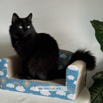 Photo 1/1 Wednesday Chat perdu à Lincoln