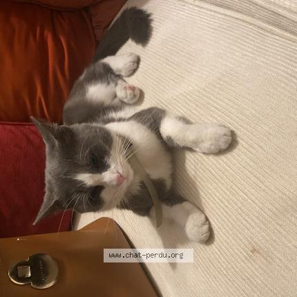 Photo 1/1 Chat retrouvé Trouvé à Tourcoing