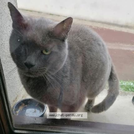 Photo 1/1 Chat trouvé Trouvé à Issoudun