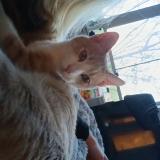 Photo de chat trouvé à San Jose