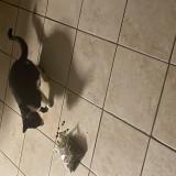 Photo de chat trouvé à Spartanburg