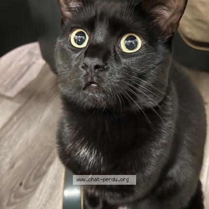 Photo 1/1 Chat retrouvé Perdu à Longueuil
