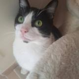 Photo de chat perdu à Plobannalec Lesconil