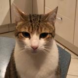 Photo de chat perdu à Beard Geovreissiat