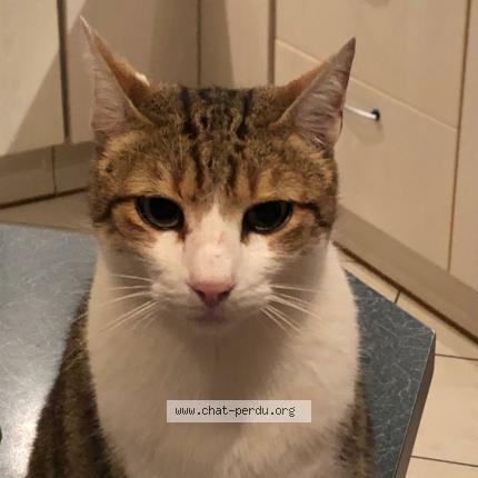 Photo 1/1 Bandit Chat perdu à Beard geovreissiat