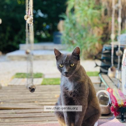 Photo 1/1 Maurice Chat perdu à La trinite