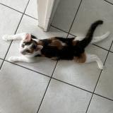 Photo de chat perdu à Quimper