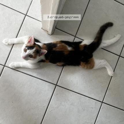 Photo 1/1 Mimi Chat perdu à Quimper