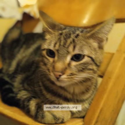 Photo 1/1 Willow Chat perdu à Villers les pots