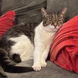 Photo de chat perdu à Auckland