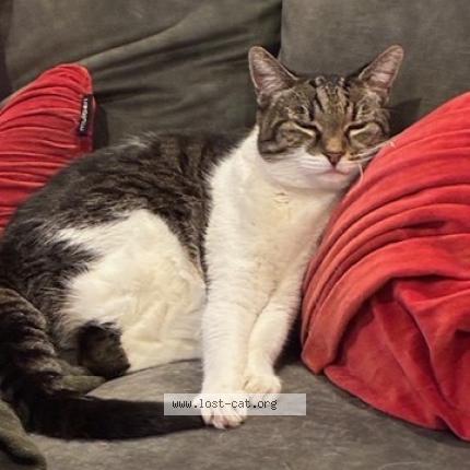 Photo 1/1 Tilly Chat perdu à Auckland