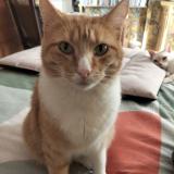 Photo de chat perdu à Orvault