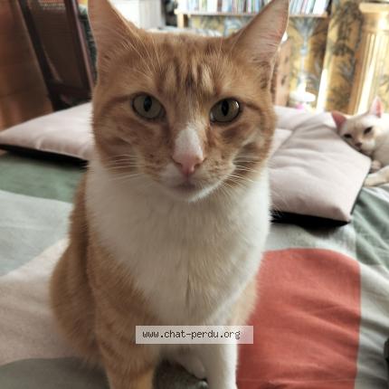 Photo 1/1 Chat retrouvé Perdu à Orvault