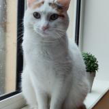 Photo de chat perdu à Cremarest