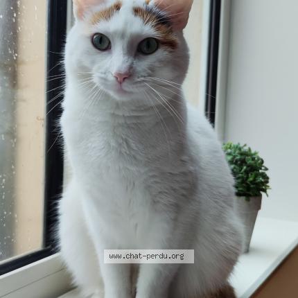 Photo 1/1 Esm&eacute;ralda Chat perdu à Cremarest