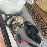 Photo de chat perdu à Troy