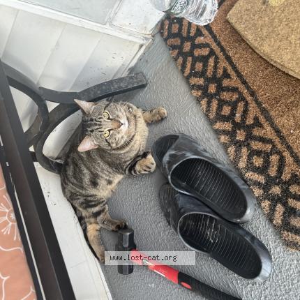 Photo 1/1 Milo Chat perdu à Troy