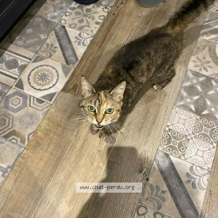 Photo 1/1 Tigrette Chat perdu à Tours