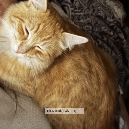 Photo 1/1 Garfield Chat perdu à Tulsa