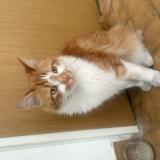 Photo de chat trouvé à Nimes