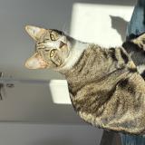 Photo de chat perdu à Senas