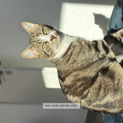 Photo 1/1 Eros Chat perdu à Senas