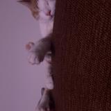 Photo de chat perdu à Mobile