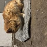 Photo de chat trouvé à Onzain