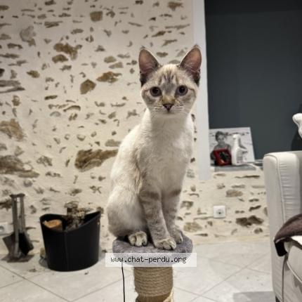 Photo 1/1 Natacha Clément Chat perdu à Chaptelat