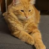 Photo de chat perdu à Terre Haute