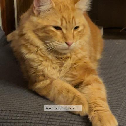 Photo 1/1 Milo Chat perdu à Terre haute