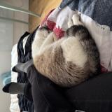 Photo de chat trouvé à Bordeaux