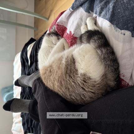 Photo 1/1 Chat trouvé Trouvé à Bordeaux