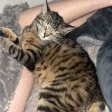 Photo de chat perdu à Pexiora