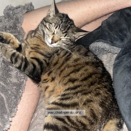 Photo 1/1 Boobi Chat perdu à Pexiora