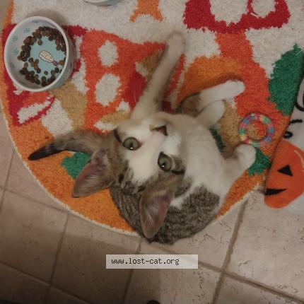 Photo 1/1 Chat trouvé Trouvé à Grand rapids