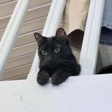 Photo de chat perdu à Mirabel