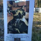 Photo de chat trouvé à St Julien