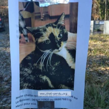 Photo 1/1 Chat retrouvé Trouvé à St julien
