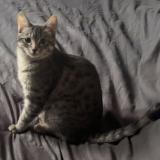 Photo de chat perdu à Erstein