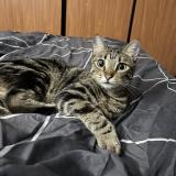 Photo de chat perdu à Lapalud