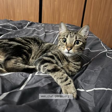 Photo 1/1 Chat retrouvé Perdu à Lapalud