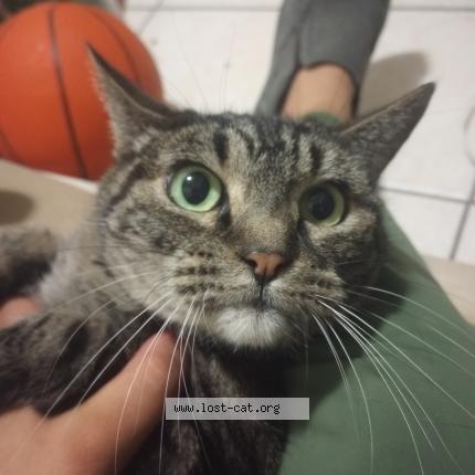 Photo 1/1 Tigerlilly Chat perdu à Los angeles