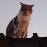 Photo de chat perdu à Plesse